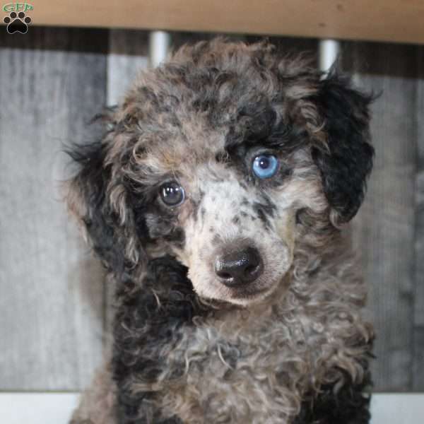 Bobby, Miniature Poodle Puppy